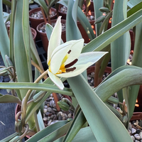 Tulipa turkestanica